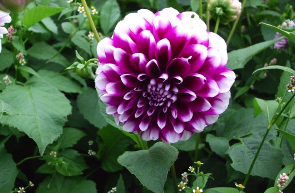 Detail Gambar Bunga Dahlia Ungu Nomer 39