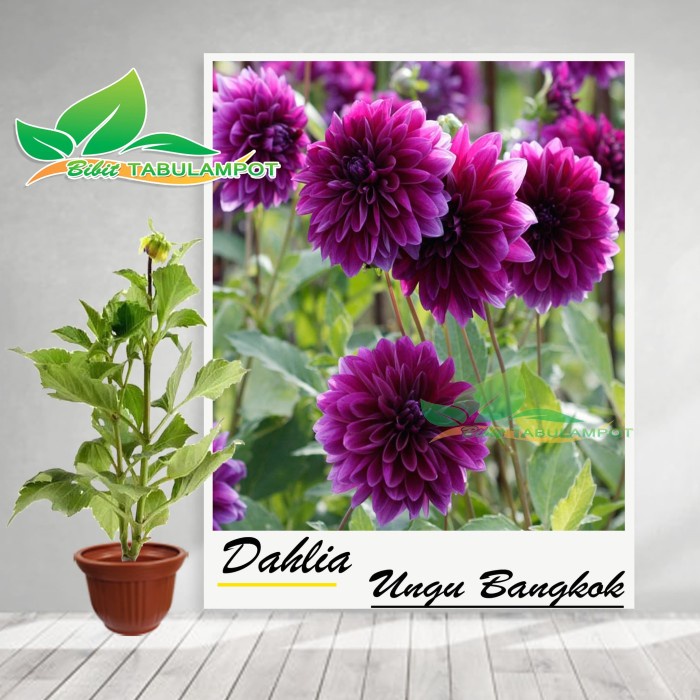 Detail Gambar Bunga Dahlia Ungu Nomer 41