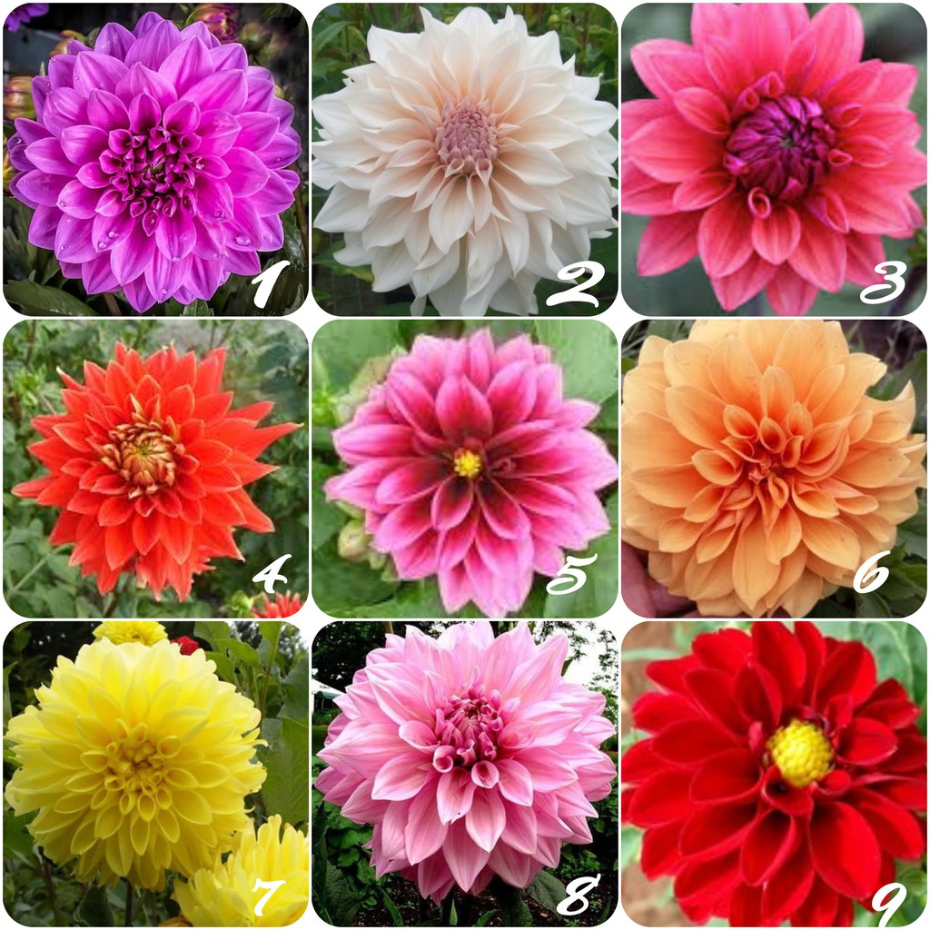 Detail Gambar Bunga Dahlia Ungu Nomer 47