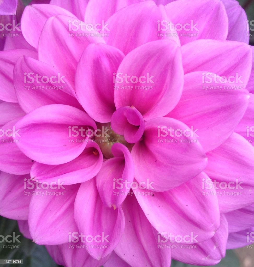 Detail Gambar Bunga Dahlia Ungu Nomer 50