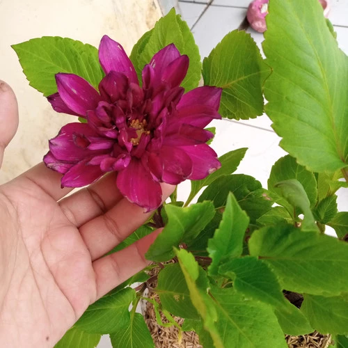 Detail Gambar Bunga Dahlia Ungu Nomer 54