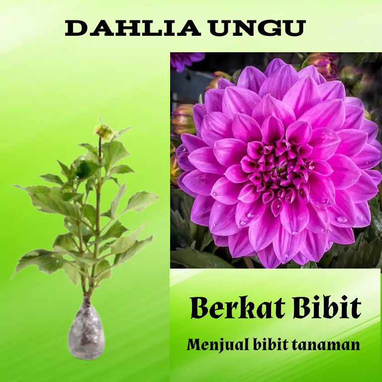 Download Gambar Bunga Dahlia Ungu Nomer 56