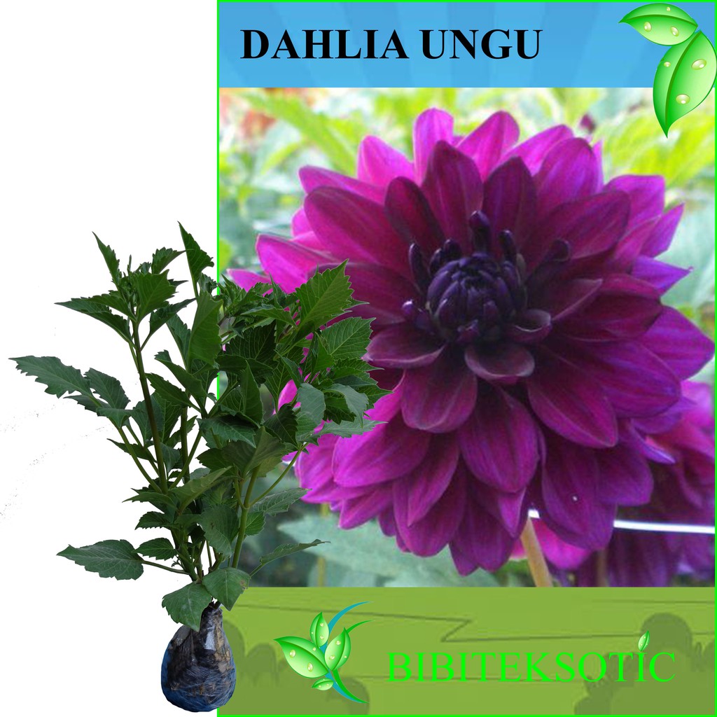 Detail Gambar Bunga Dahlia Ungu Nomer 9