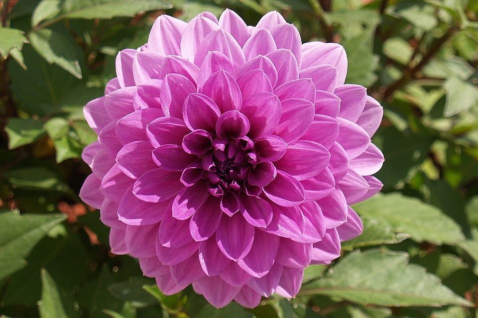 Detail Gambar Bunga Dahlia Ungu Nomer 10