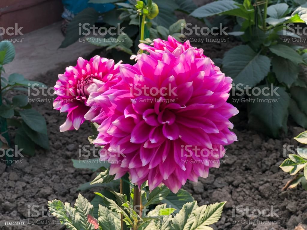 Detail Gambar Bunga Dahlia Yg Indah Nomer 3