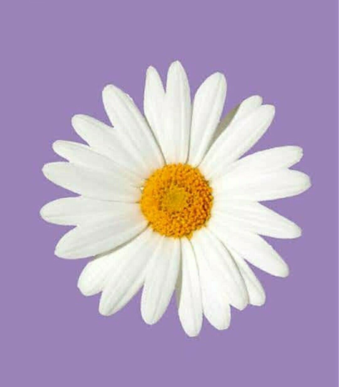 Gambar Bunga Daisy - KibrisPDR