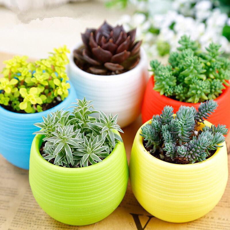Detail Gambar Bunga Dalam Pot Kecil Nomer 21