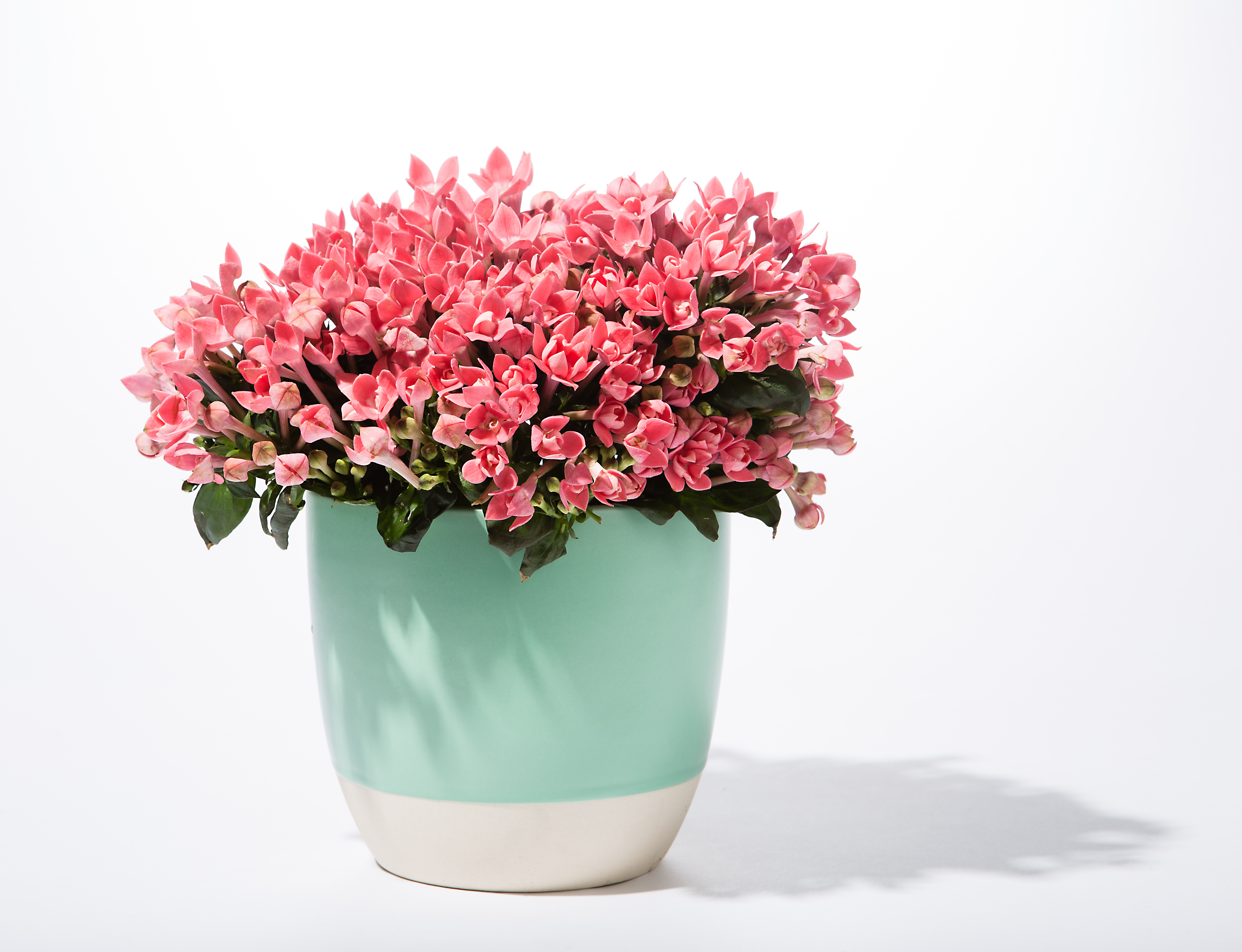Detail Gambar Bunga Dalam Pot Kecil Nomer 31
