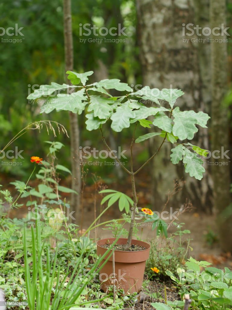 Detail Gambar Bunga Dalam Pot Kecil Nomer 37