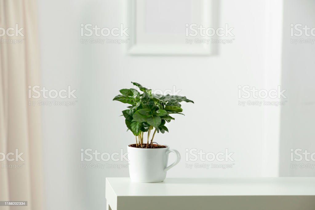 Detail Gambar Bunga Dalam Pot Kecil Nomer 38
