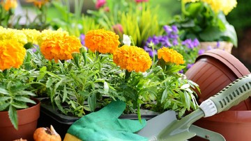 Detail Gambar Bunga Dalam Pot Kecil Nomer 4