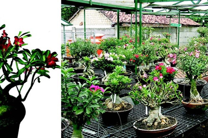 Detail Gambar Bunga Dalam Pot Kecil Nomer 43