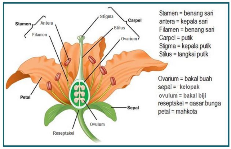 Detail Gambar Bunga Dan Bagiannya Nomer 20