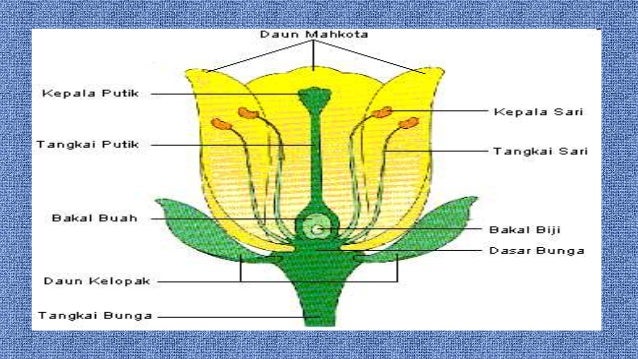 Detail Gambar Bunga Dan Bagiannya Nomer 38