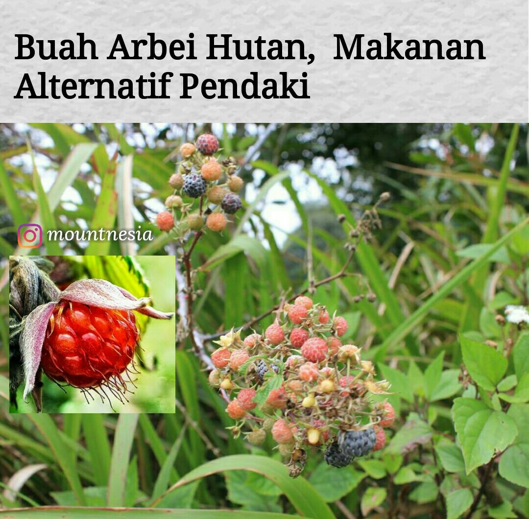 Detail Gambar Bunga Dan Buah Arbe Nomer 7