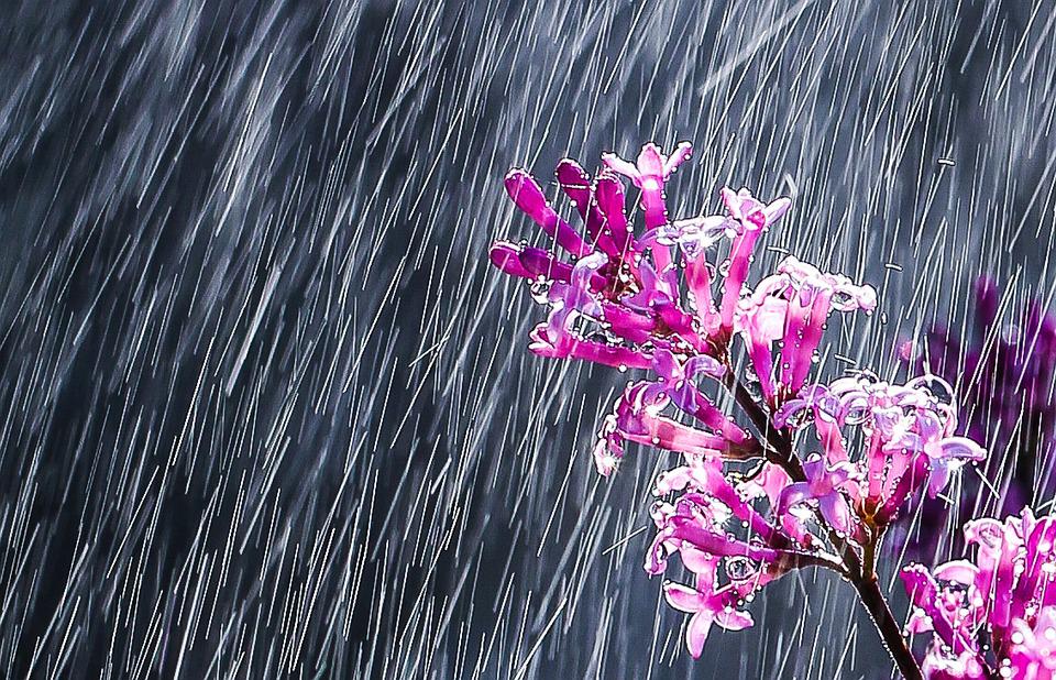 Detail Gambar Bunga Dan Hujan Nomer 14