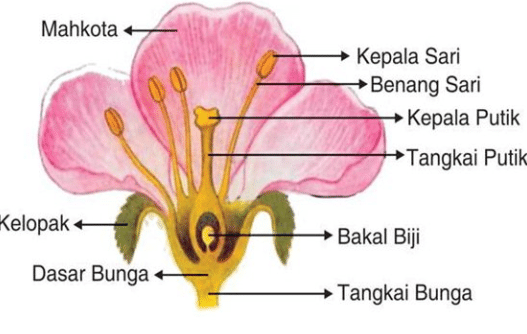 Detail Gambar Bunga Dan Jenisnya Nomer 3