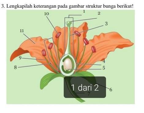 Detail Gambar Bunga Dan Keterangan Nomer 17