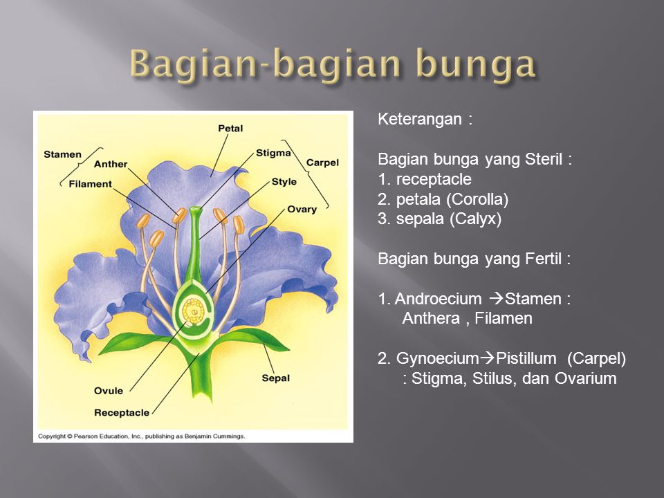 Detail Gambar Bunga Dan Keterangan Nomer 18