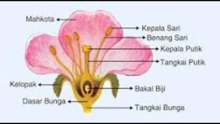 Detail Gambar Bunga Dan Keterangan Nomer 22