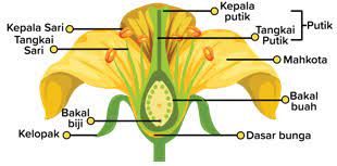 Detail Gambar Bunga Dan Keterangan Nomer 35