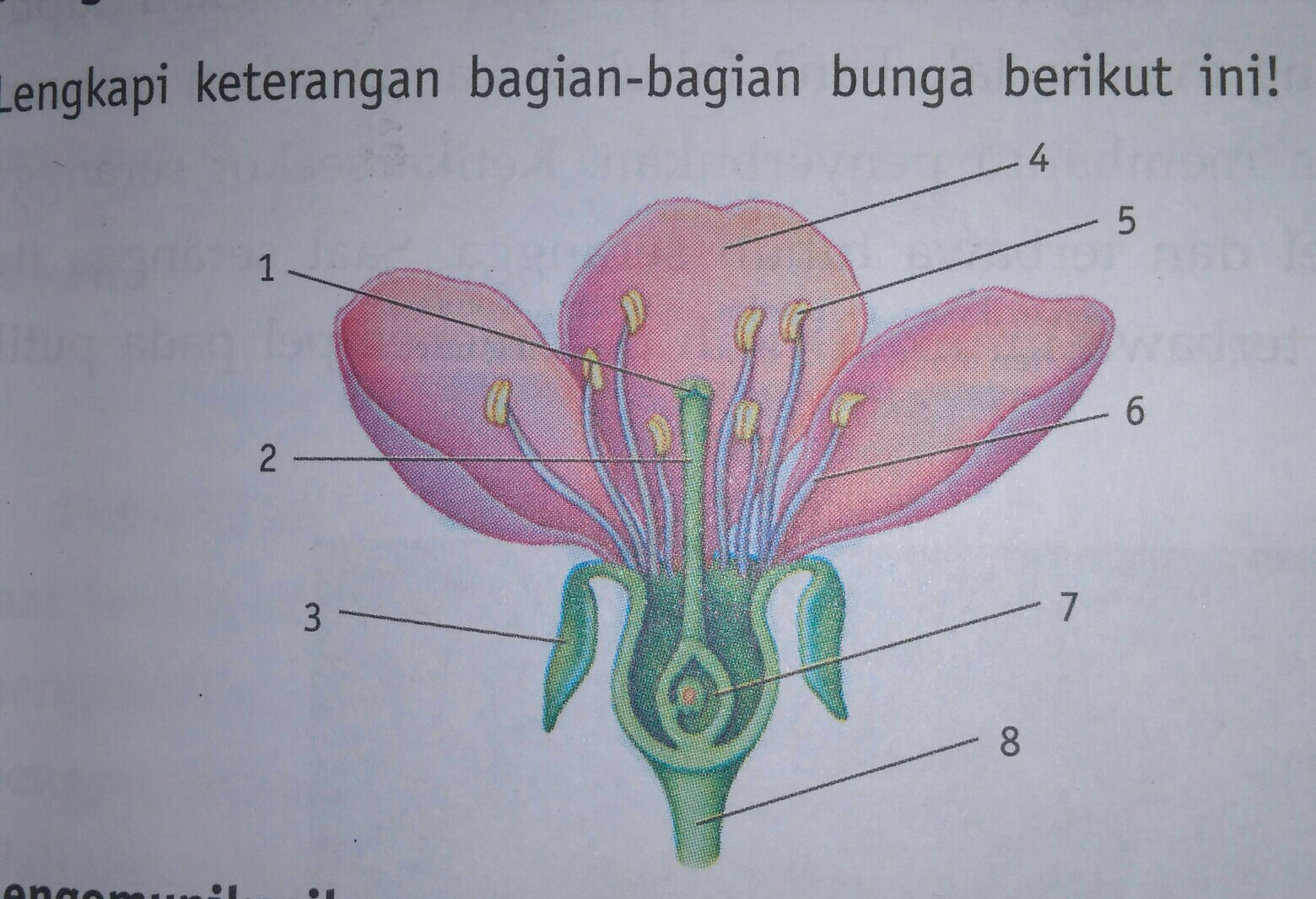 Detail Gambar Bunga Dan Keterangan Nomer 6