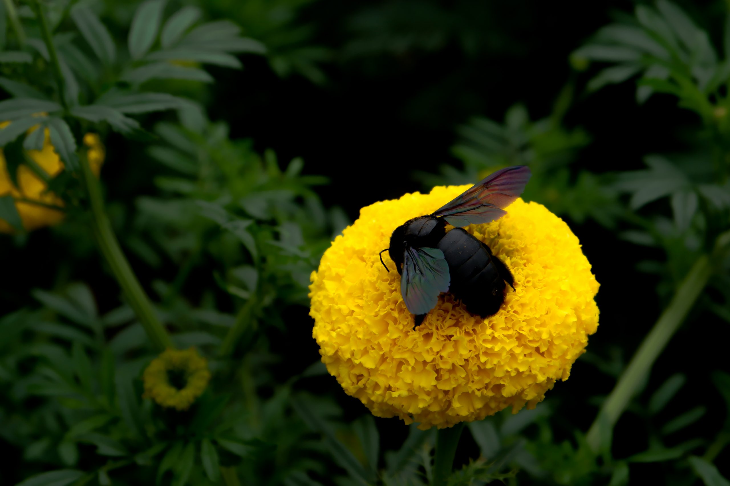 Detail Gambar Bunga Dan Kumbang Nomer 10