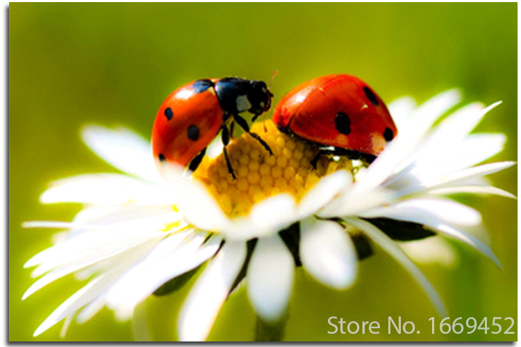 Detail Gambar Bunga Dan Kumbang Nomer 13