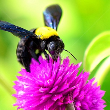 Detail Gambar Bunga Dan Kumbang Nomer 16