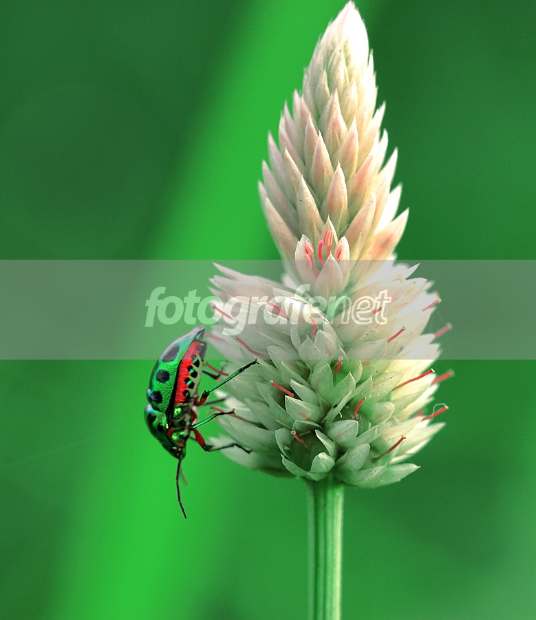 Detail Gambar Bunga Dan Kumbang Nomer 18