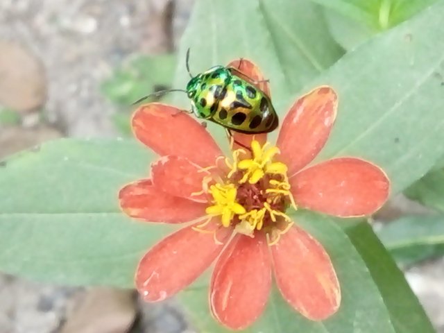 Detail Gambar Bunga Dan Kumbang Nomer 30