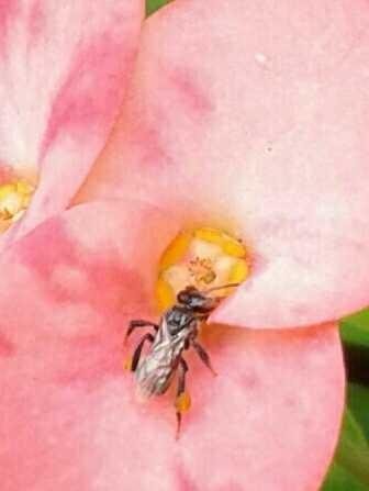 Detail Gambar Bunga Dan Kumbang Nomer 32