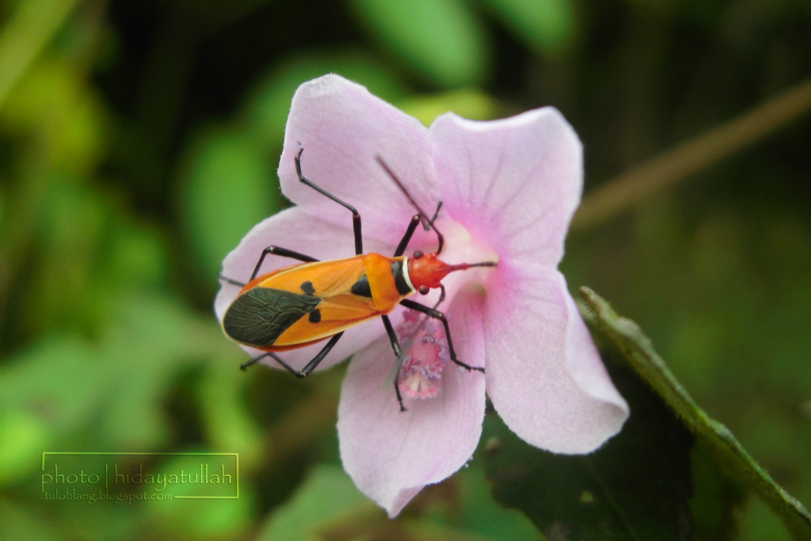 Detail Gambar Bunga Dan Kumbang Nomer 50
