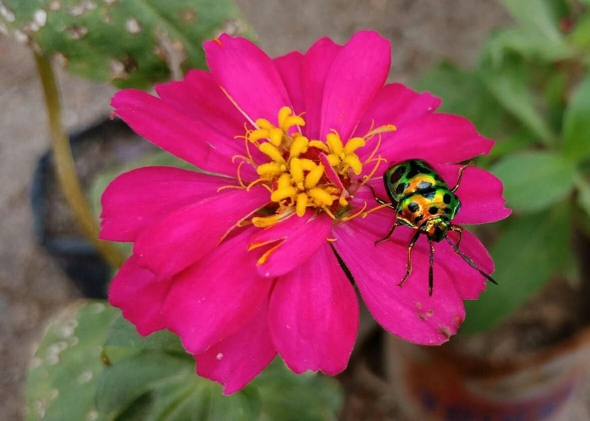 Detail Gambar Bunga Dan Kumbang Nomer 54