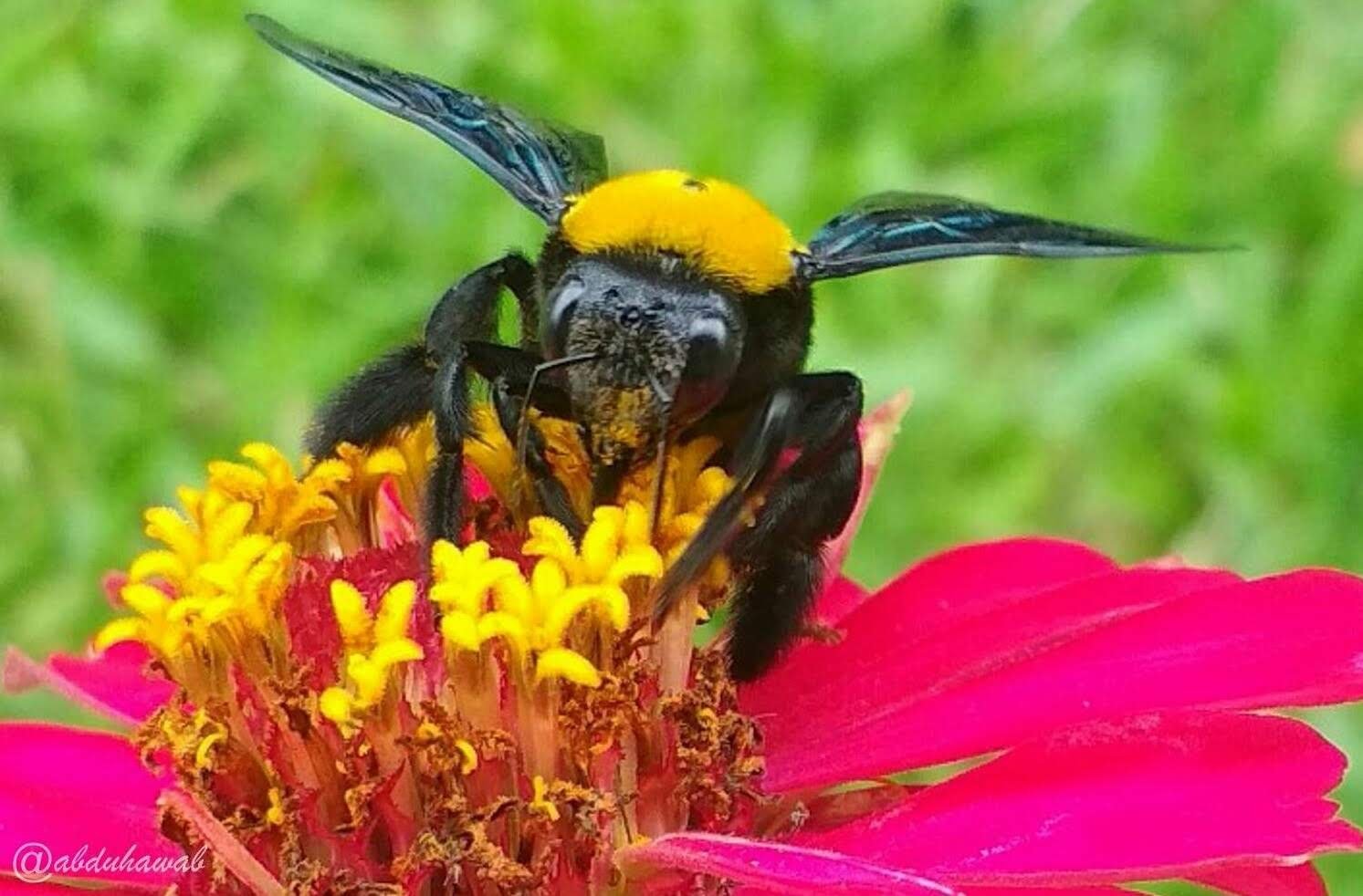 Detail Gambar Bunga Dan Kumbang Nomer 6