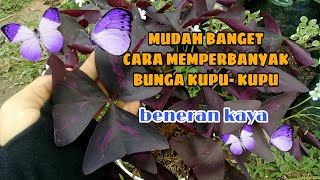 Detail Gambar Bunga Dan Kupu Nomer 39