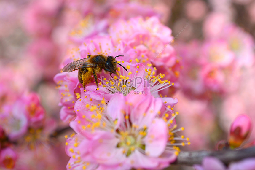 Detail Gambar Bunga Dan Lebah Nomer 22