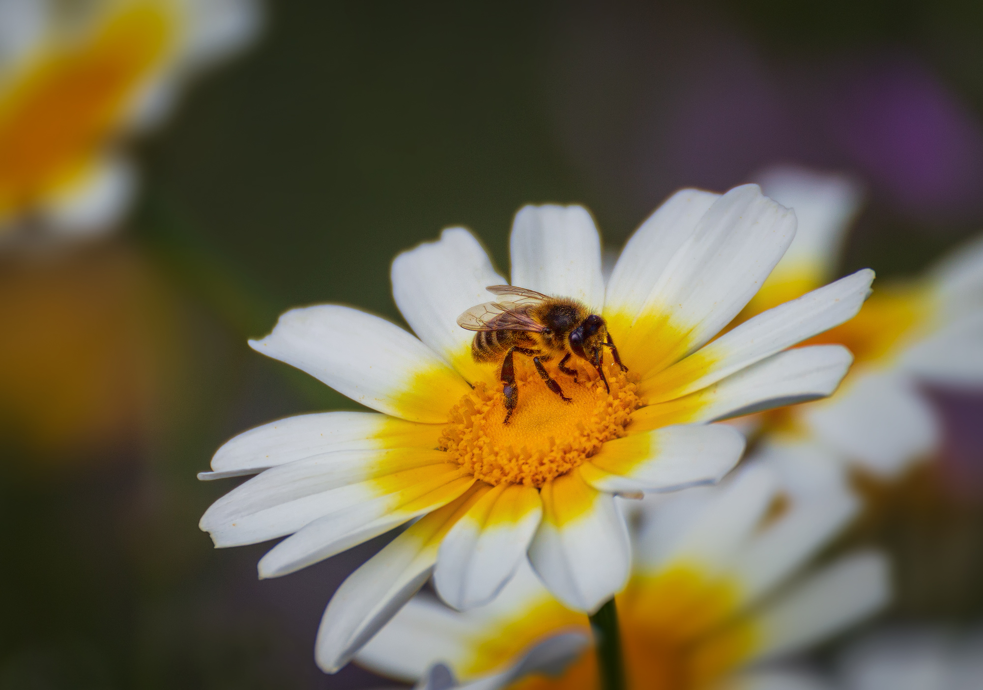 Detail Gambar Bunga Dan Lebah Nomer 29