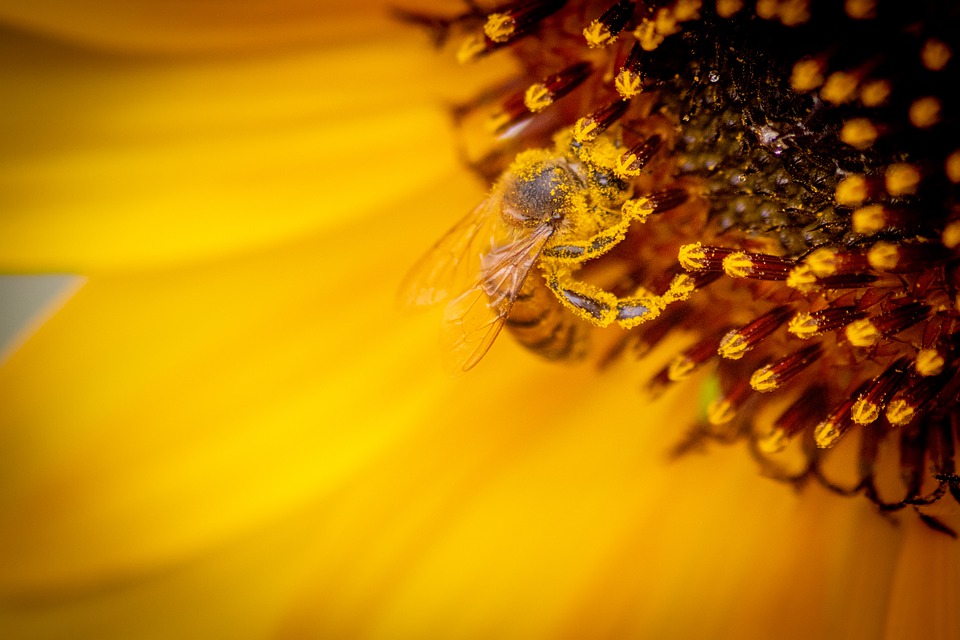 Detail Gambar Bunga Dan Lebah Nomer 45