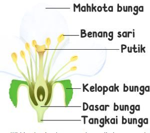 Detail Gambar Bunga Dan Nama Bagiannya Nomer 43