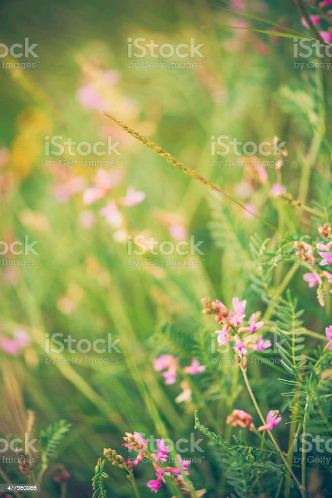 Detail Gambar Bunga Dan Pemandangan Alam Nomer 36