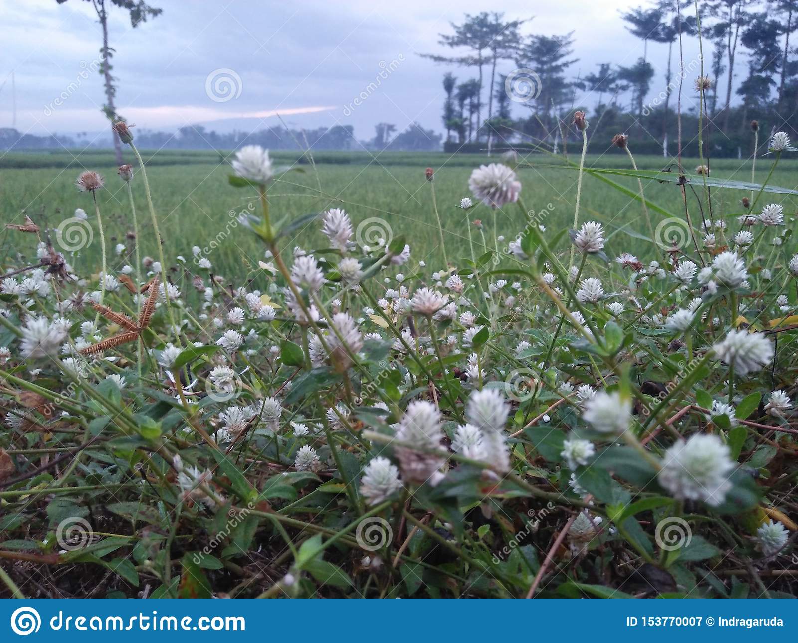 Detail Gambar Bunga Dan Pemandangan Alam Nomer 39