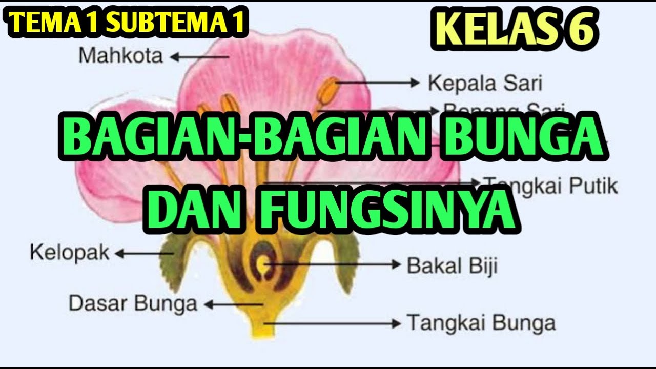 Detail Gambar Bunga Dan Penjelasannya Nomer 35