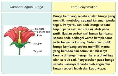 Detail Gambar Bunga Dan Penyerbukanya Nomer 2