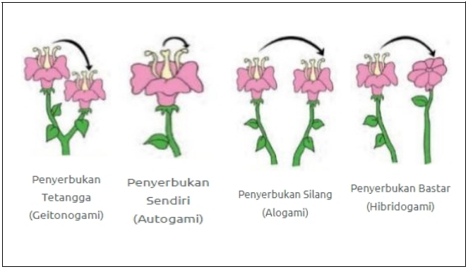 Detail Gambar Bunga Dan Penyerbukanya Nomer 19