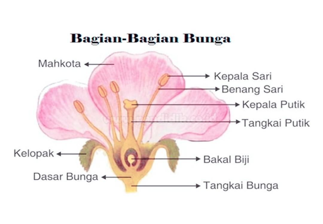 Detail Gambar Bunga Dan Penyerbukanya Nomer 26