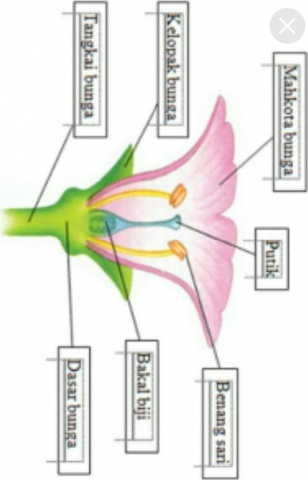Detail Gambar Bunga Dan Penyerbukanya Nomer 34