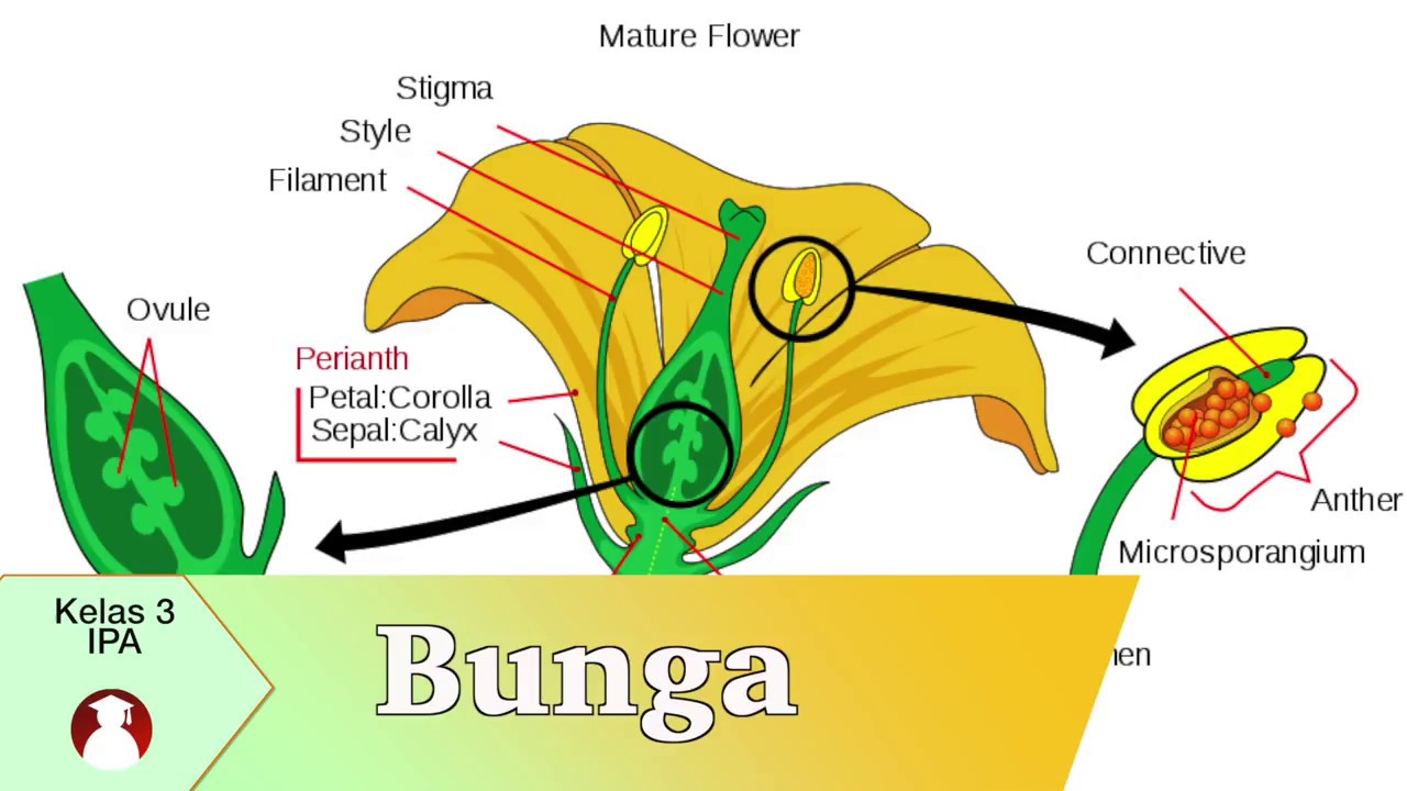 Detail Gambar Bunga Dan Penyerbukanya Nomer 36