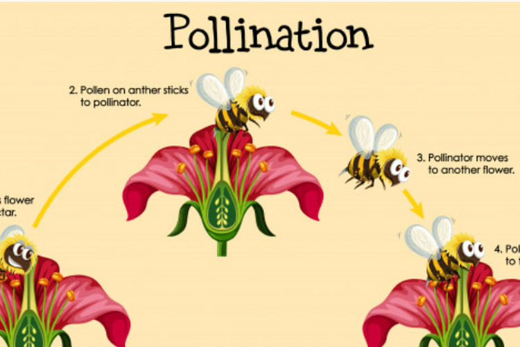 Detail Gambar Bunga Dan Proses Penyerbukan Nomer 15