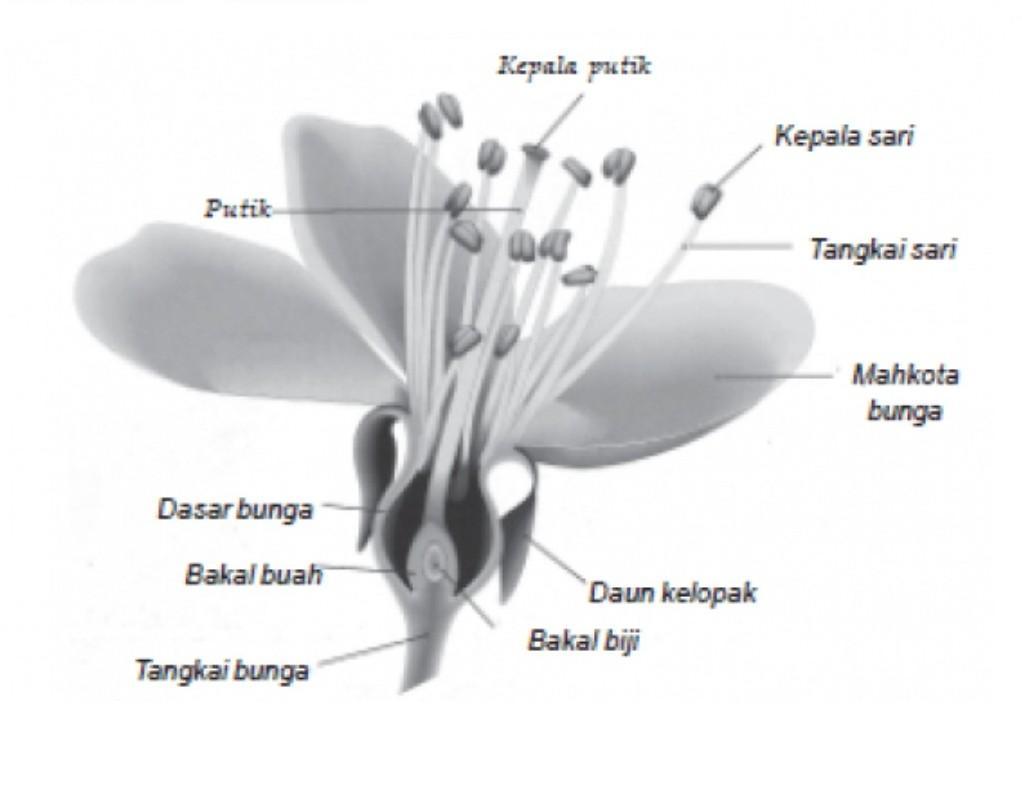 Detail Gambar Bunga Dan Proses Penyerbukannya Nomer 23